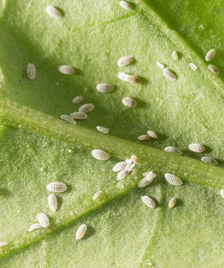 Solanum mealybug Phenacoccus solani
