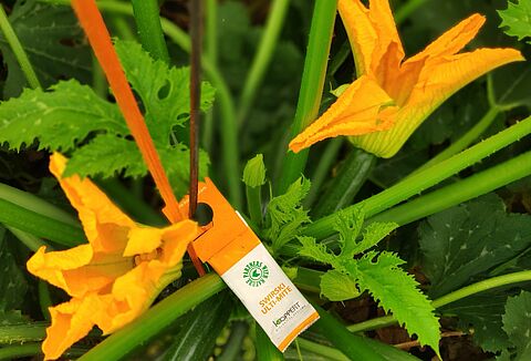 Placas amarillas y Swirski ayudan a prevenir el virus Nueva Delhi en calabacín