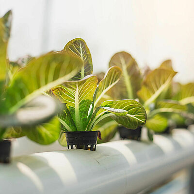 Hydroponics,organic,Fresh,Harvested,Vegetables,farmers,Looking,Fresh,Vegetables.,Farmers,Working,With