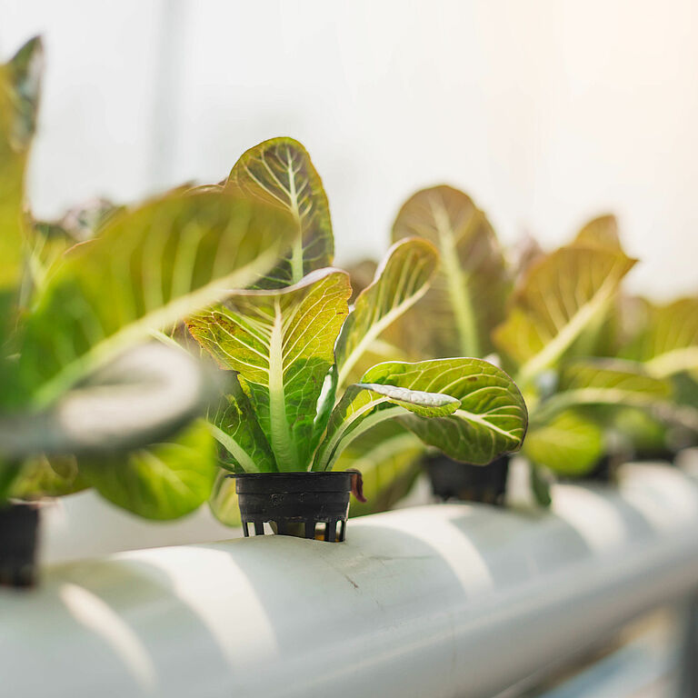 Hydroponics,organic,Fresh,Harvested,Vegetables,farmers,Looking,Fresh,Vegetables.,Farmers,Working,With