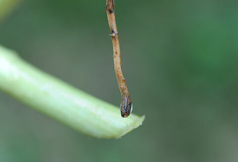 Podredumbre negra de las raíces del pepino