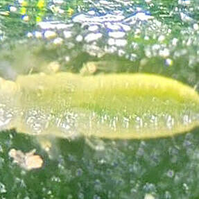 Thrips Parvispinus Larva 2