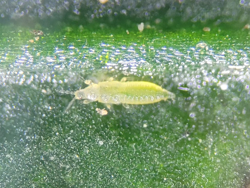 Thrips Parvispinus Larva 2