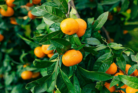 Mandarina