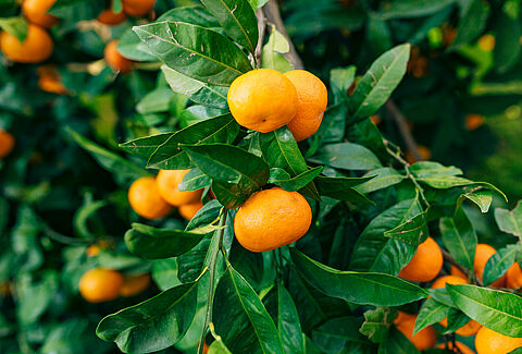Mandarina