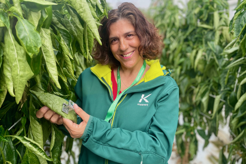 Asesora técnica de Koppert en un cultivo de pimiento.