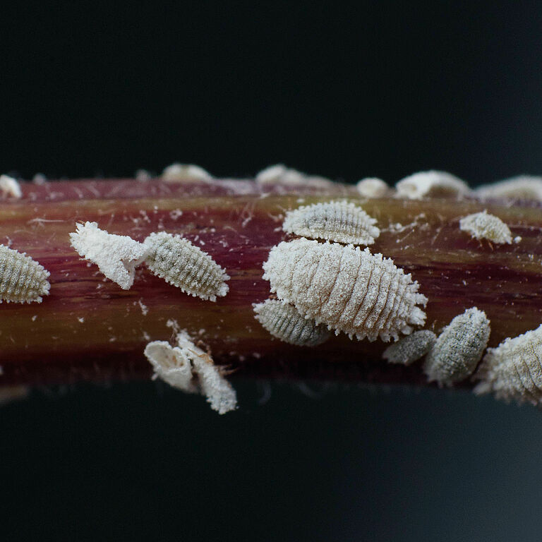 Solanum mealybug Phenacoccus solani