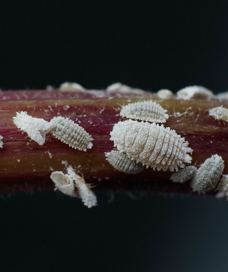 Solanum mealybug Phenacoccus solani