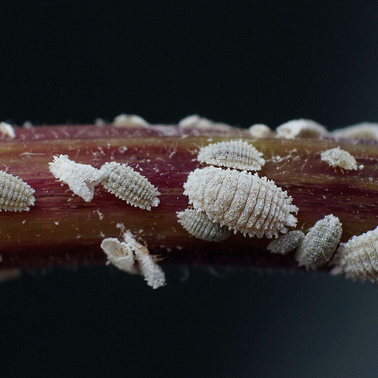 Solanum mealybug Phenacoccus solani