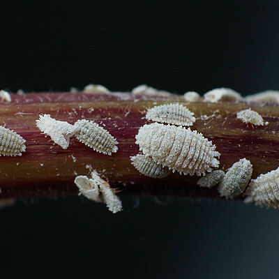 Solanum mealybug Phenacoccus solani