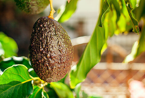 Aguacate