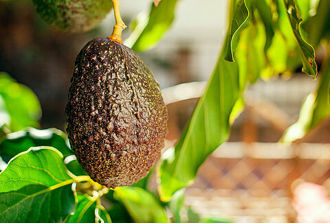 Aguacate