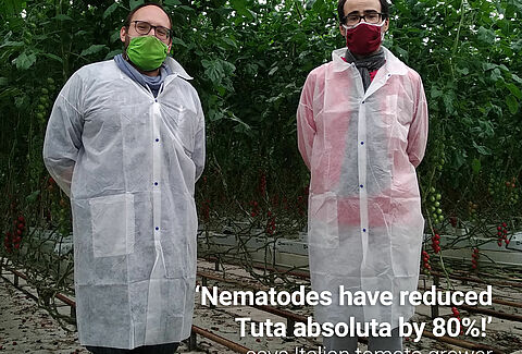 Los nematodos reducen significativamente las larvas de Tuta