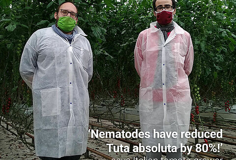 Los nematodos reducen significativamente las larvas de Tuta
