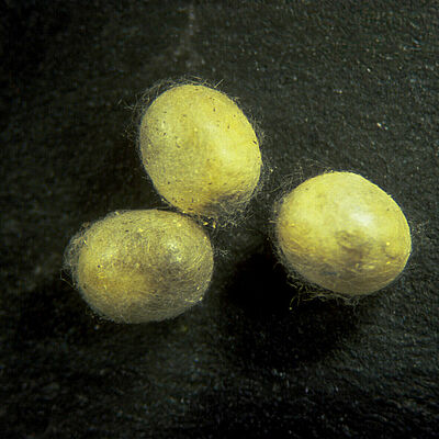 Estado pupal de Chrysoperla carnea
