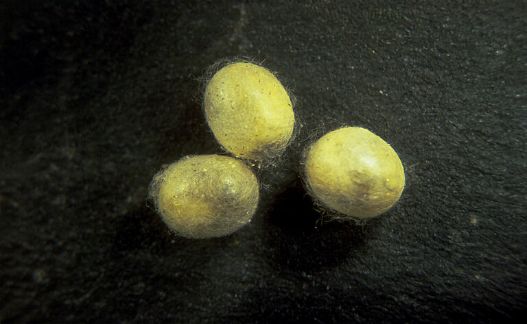 Estado pupal de Chrysoperla carnea