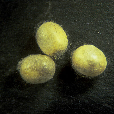 Estado pupal de Chrysoperla carnea