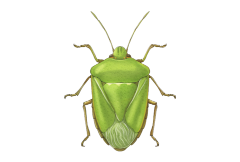 Bichos