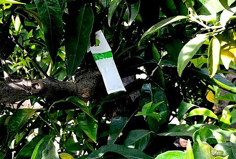 ULTI-MITE SPICAL, el nuevo formato de sobre que adelanta el control biológico de araña roja