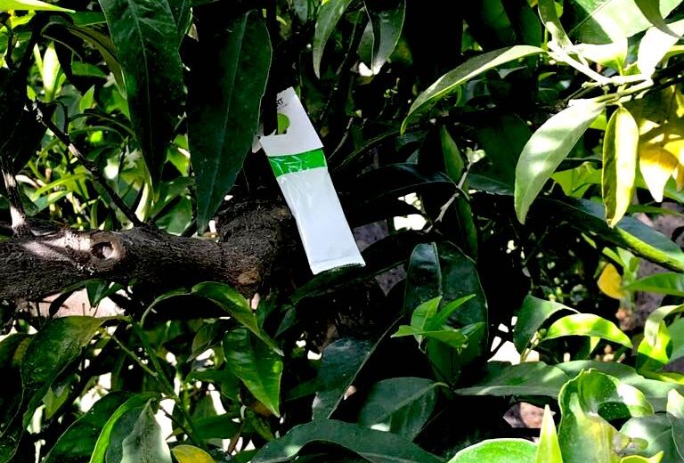 ULTI-MITE SPICAL, el nuevo formato de sobre que adelanta el control biológico de araña roja