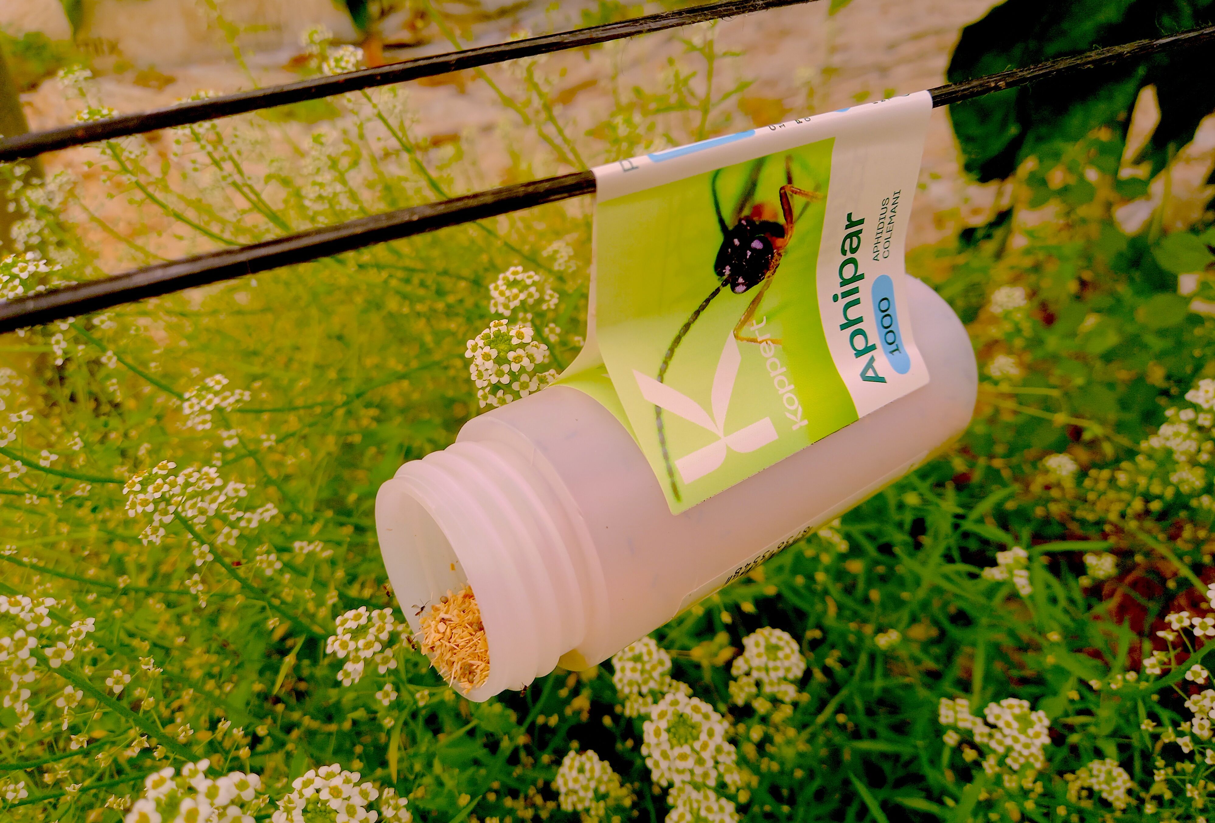 Koppert muestra en Fruit Logistica cómo vencer a las resistencias de las plagas