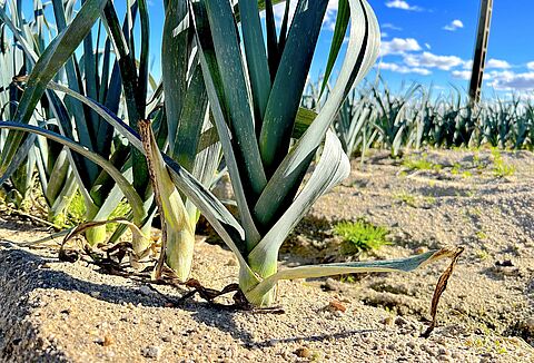 Cuidar el suelo y el agua para asegurar un mañana sostenible