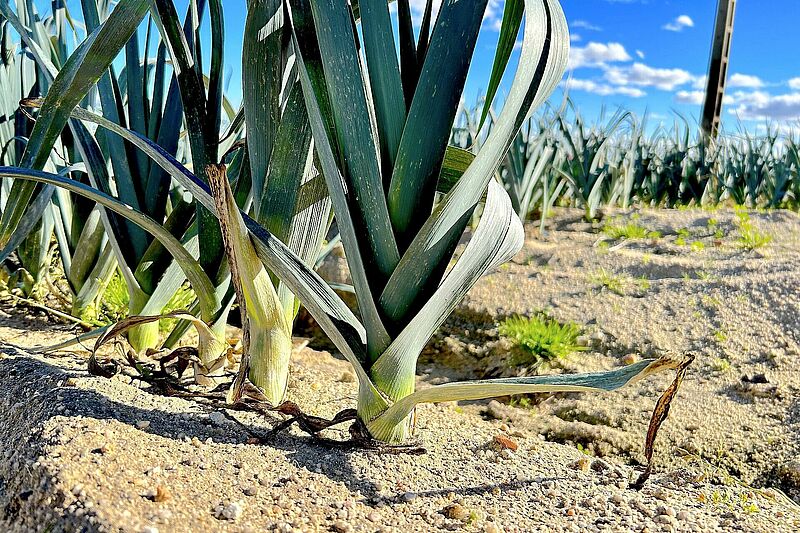 Puerro ecológico cultivado con soluciones de Koppert