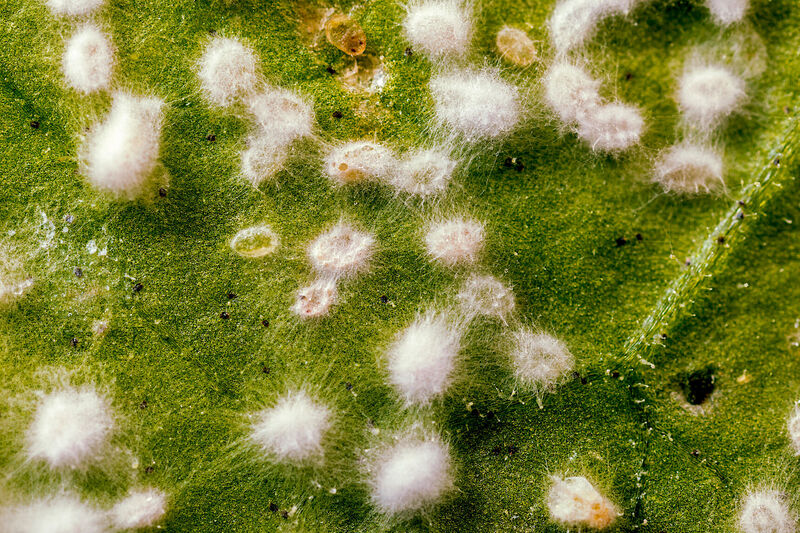Larvas de mosca blanca infectadas por los micelios del bioinsecticida Mycotal.