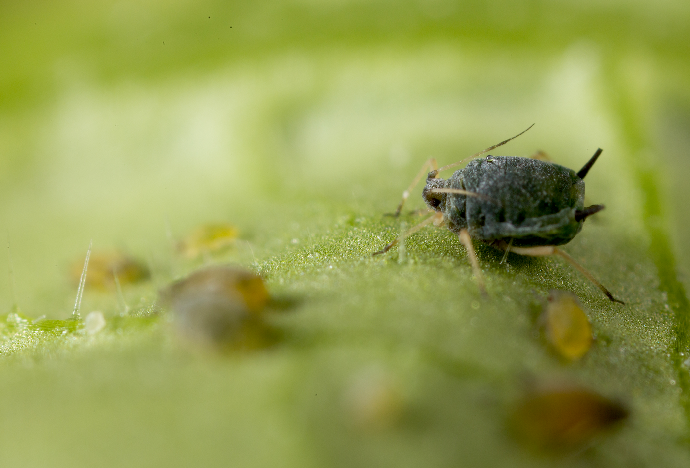 El control de hormigas, imprescindible para la lucha biológica contra el micropulgón