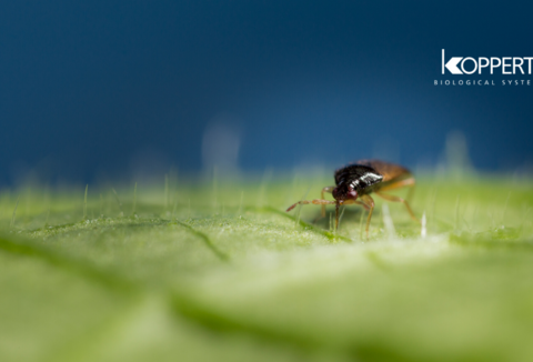 Koppert recomienda combinar Orius y Cucumeris en pimiento para frenar el Trips en invierno