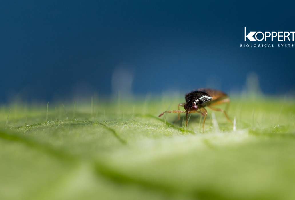 Koppert recomienda combinar Orius y Cucumeris en pimiento para frenar el Trips en invierno
