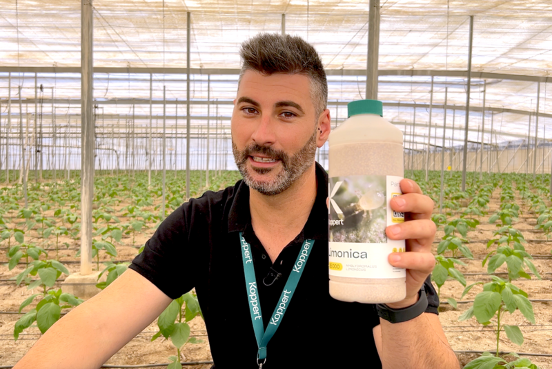 Juanjo Uclés, técnico de Koppert, muestra una botella de Limonica en un invernadero almeriense con pimiento.