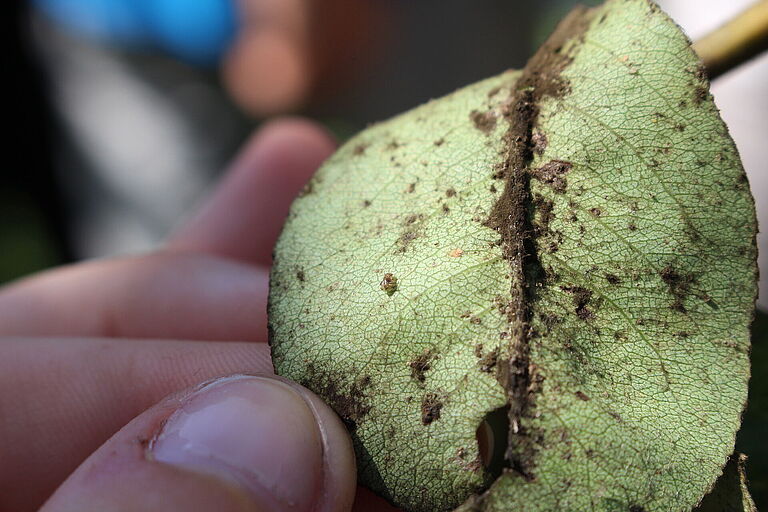 Pear sucker Cacopsylla pyri damage on leaves