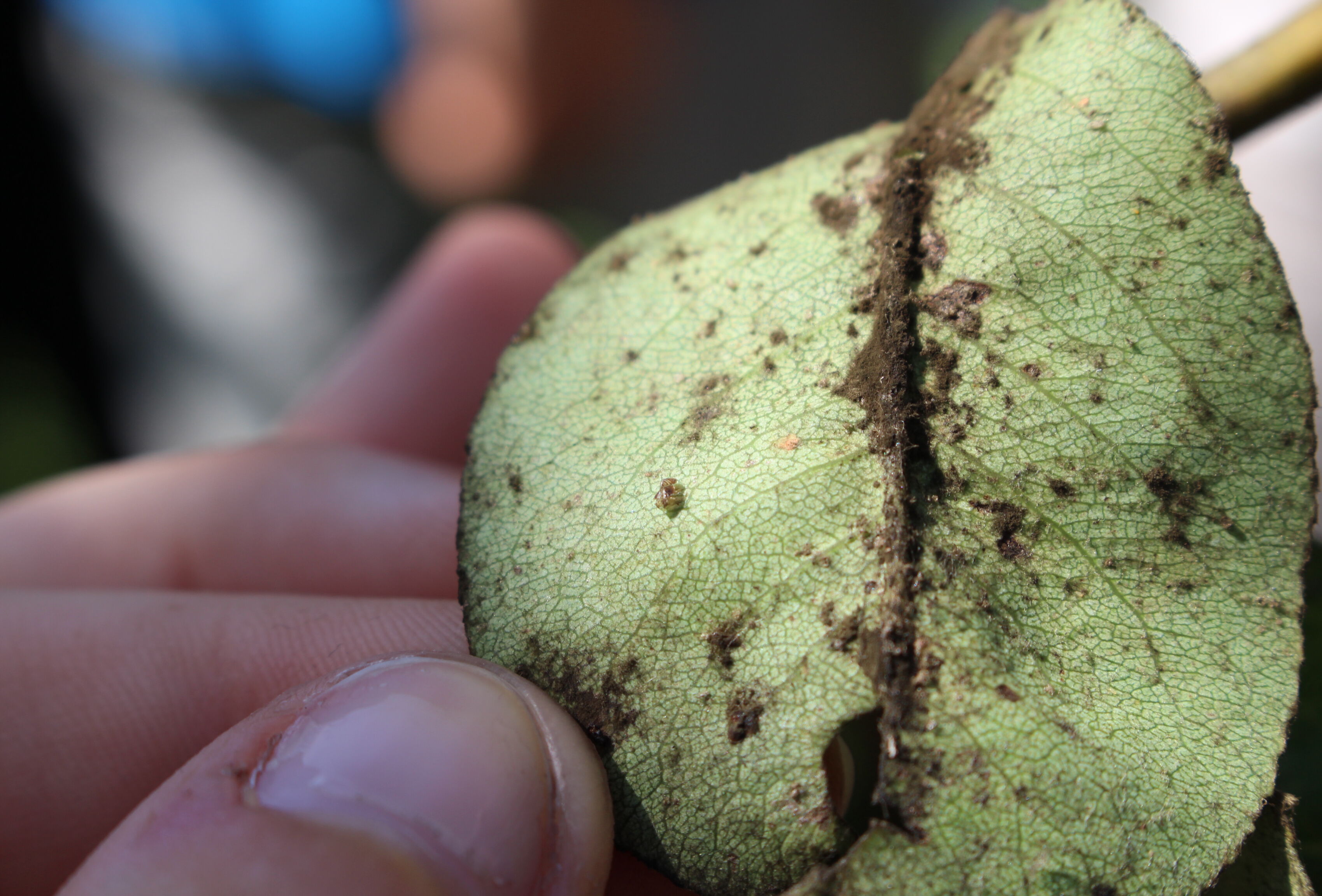 Psila del peral - Biocontrol, daños y ciclo de vida