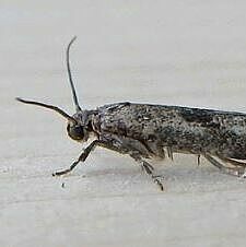 The Citrus flower moth Prays citri