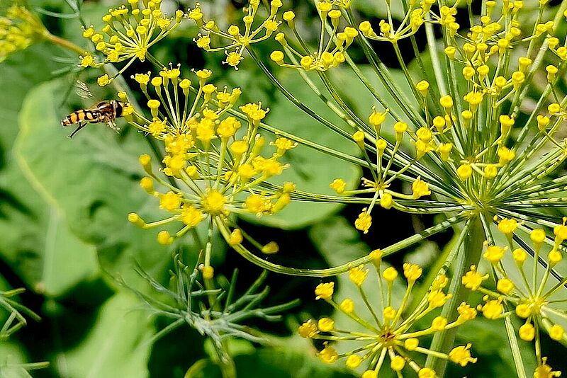 Planta que atrae a sírfidos para el control biológico de pulgón.