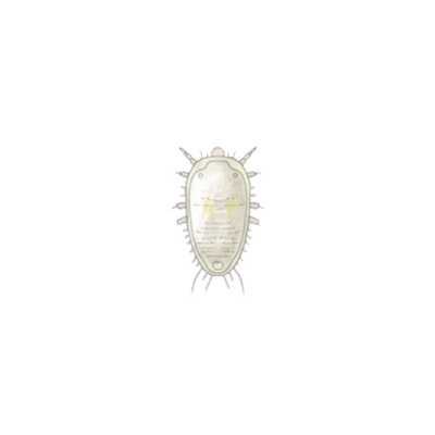 Greenhouse whitefly Trialeurodes vaporariorum first instar larva