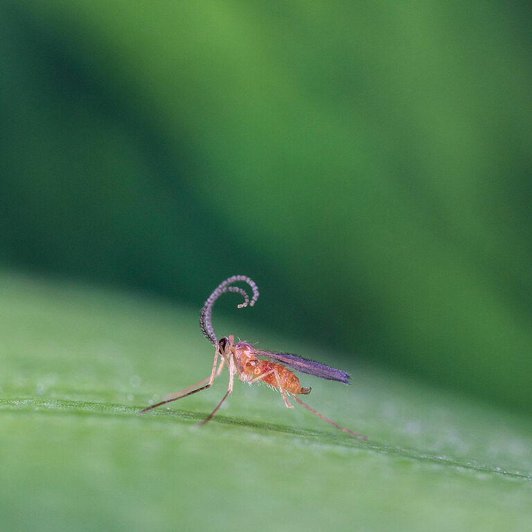 Feltiella acarisuga en estado adulto