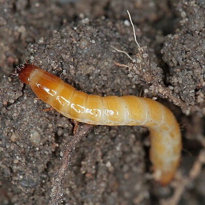 Wireworms - Larvae of Agriotes a species of beetle from the family of Elateridae. It is commonly known as the lined click beetle