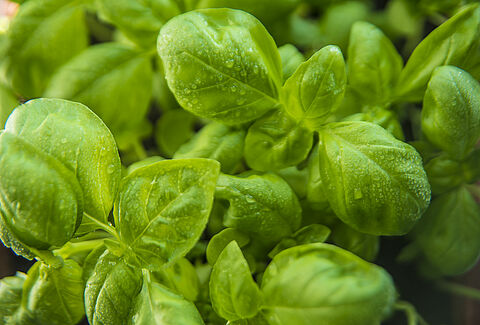 Hierbas aromáticas
