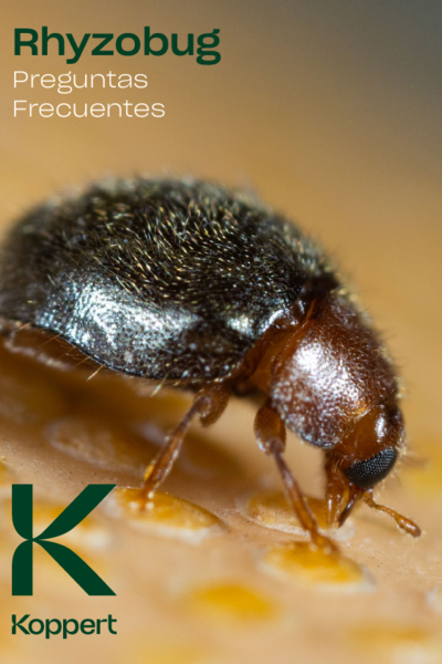 Preguntas frecuentes Rhyzobug