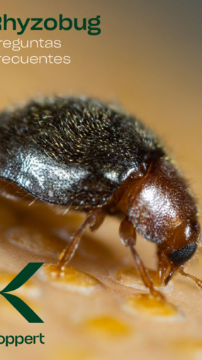 Preguntas frecuentes Rhyzobug Preguntas frecuentes Rhyzobug