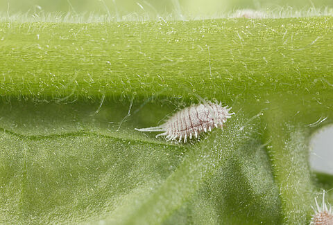Cochinilla harinosa