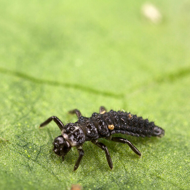 Adalia bipunctata estado larvario