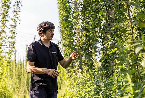 Una inmersión en el cultivo ecológico del lúpulo y la protección biológica de los cultivos