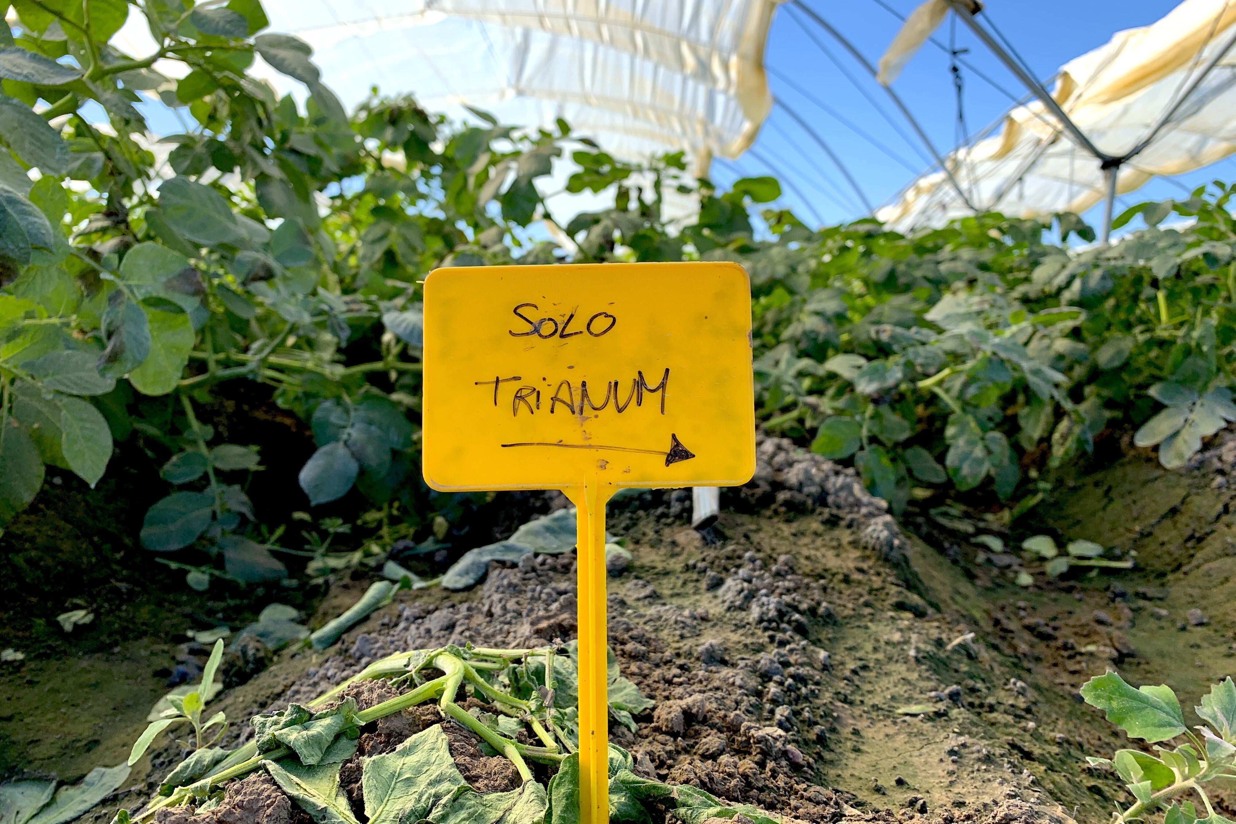Cartel que señala el uso de Trianum en un cultivo de patata en Sevilla.