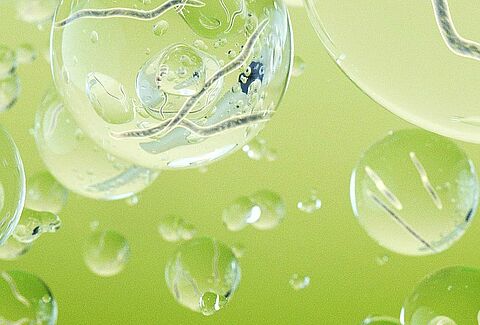 Nematodos beneficiosos para el control de plagas en cultivos al aire libre