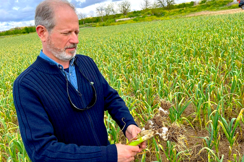 Técnico de Koppert muestra ajos cultivados de forma sostenible