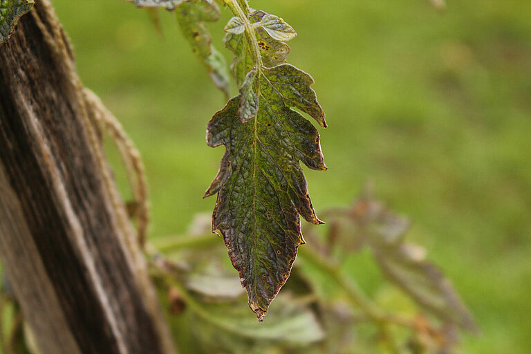 Verticillium wilt of lucerne Verticillium albo-atrum on Tomato