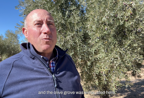 Control de enfermedades en olivo con Trianum